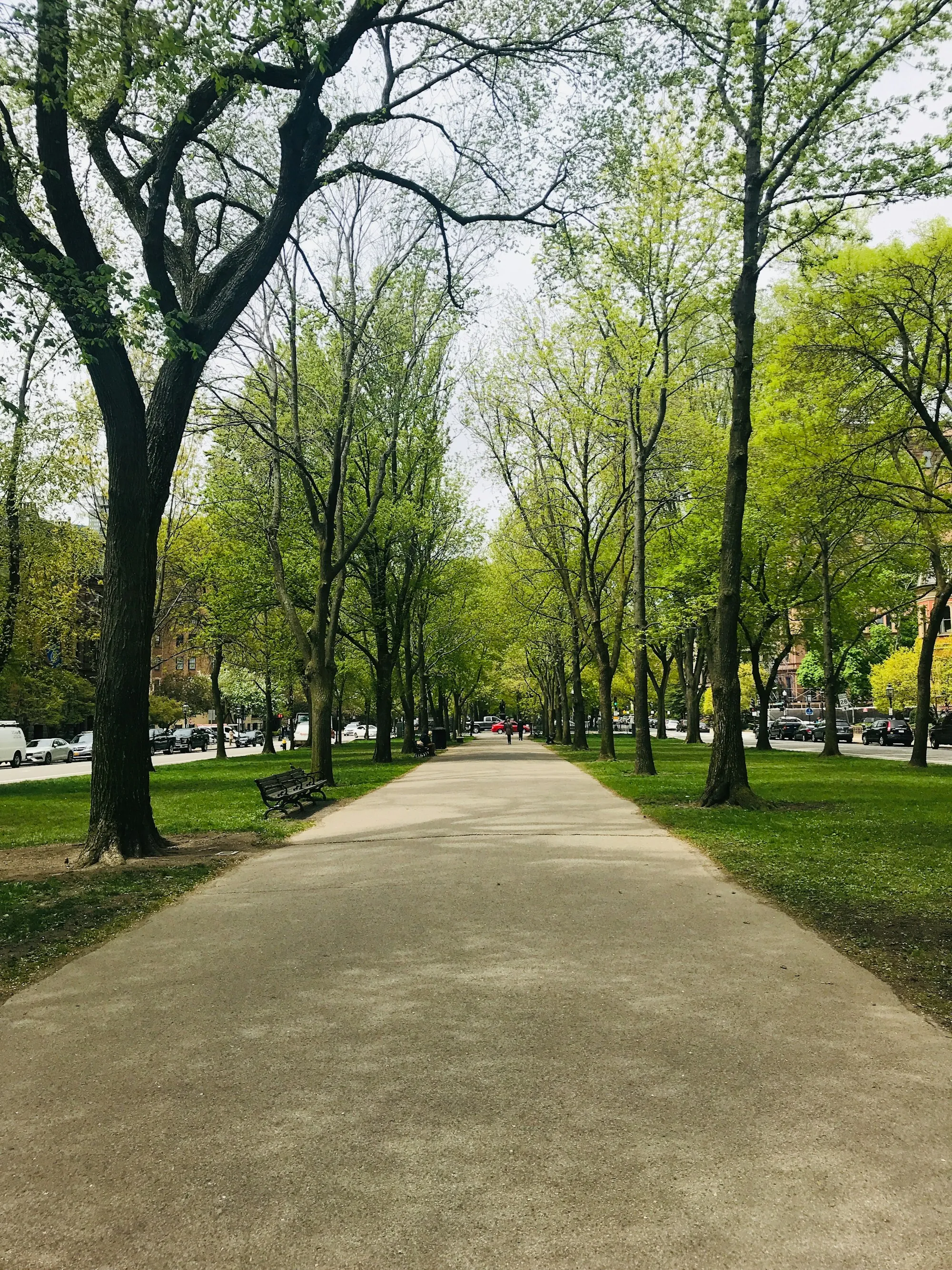 Wide tree-lined walking path in a park